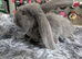 5 French lops
