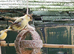 Budgies