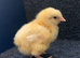 Day old La Bresse Gauloise Chicks available in next few days