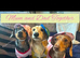 ONLY 3 BEAUTIFUL MINI DACHSHUNDS LEFT