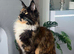 Waiting list open main coon kittens due in 3 weeks