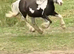 Mini coblet filly