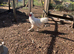 Cockerel
