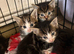 Beautiful half main coon kittens