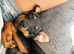 Gorgeous 5 month old miniature pincher for sale
