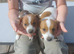 Jack russel puppys