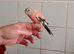 HAND-REARED BABY PINK BOURKE