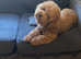 Poochon