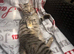 Girl Kitten 6months old
