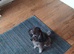 Toy Poodle for sale