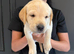 Simply the best Labrador puppies for sale KC registered