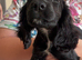Cocker spaniel boy