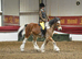 13/13.1hh, 4 year old gelding