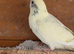 Cockatiels and Kakarikis