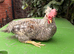 Crested cream Legbar males