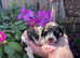 Toy Cavapoo puppies