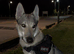 Sell Czechoslovakian wolfdog