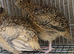 Golden jumbo quails