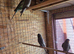 GOTHIC BLACK BUDGIES