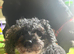 The sweetest of dogs