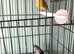 Pair of canaries and cage