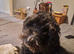 Cockapoo Male Black F1 4 years old