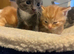 Beautiful litter of boys available