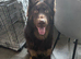 chocolate german shepherd
