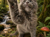 Maine coon kittens