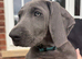 KC Weimaraner Girl - Ready for Her Forever Home