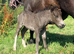 Shetland mare & filly foal.