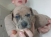 Staff cross sharpei