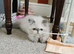 Pedigree Persian exotic kitten