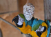 Breeding pair of macaws male and female