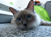 Ragdoll blue point kitten