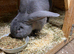 Continental giant rabbit Benjamin