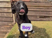 Cane Corso Cross