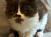 Persian Kittens