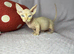 Sphynx bambino kittens