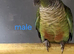 Green cheek conures with dna