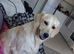 11 month old Golden Retriever Ruby KC registered