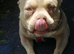 2 year old needs rehomeing