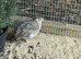 Young Quail off heat