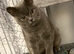 Beautiful Male Grey 8 Month Old Kitten