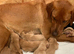 Beautiful KC reg Labrador Puppies