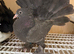Indian Fantails