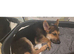 14week old German shepherd