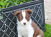 Red and White Pedigree Collie Pups