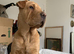 Shar pei puppy boy 8 weeks old