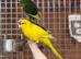 Kakarikis